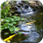 Descargar Pond with Koi Video Wallpaper