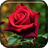 Red Rose Blooming LiveWP icon