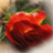 Red Rose Under Rain Live Wallpaper icon