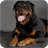 Rottweiler Pack 2 Live Wallpaper icon