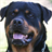 Rottweilers Dog Wallpapers version 1.0