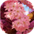 Sakura Wallpaper HD icon