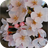 Sakura Wallpapers 2015 icon