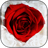 Scarlet Roses Live Wallpaper icon