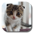 Scottish Fold icon