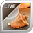 Sea Shells Live Wallpaper icon