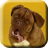 Slobbery Mastiff LiveWP icon