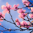 Spring Wallpapers icon