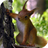 Squirrel Live Wallpaper icon