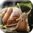 Snail 3d Real Live Wallpaper icon