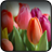 Tulips Wallpapers icon