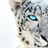 White tiger Wallpaper icon