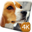 Beagle Puppy 4K Live Wallpaper icon