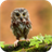 Beautiful little owl. Live wallpaper icon