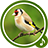Bird Ringtones icon