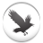 Black Bird icon