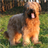 Briard Wallpapers icon