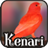 Kenari version 1.1