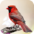Cardinal Bird Sounds 2.0