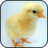 Chick Wallpapers icon