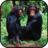 Chimpanzee Wallpapers icon