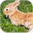 Bunny Password Lock Screen icon