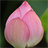 a lotus flower wallpaper Japan icon