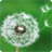 Dandelion HD Live Wallpaper APK Download