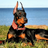 Doberman Dog AG icon