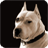Dogo Argentino Dog Live Wallpaper icon