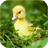 Ducklings Live Wallpaper version 1.0