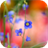 flowers Wallpapers icon
