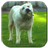 Funy Dog Video Live Wallpaper icon
