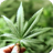 Growing Marijuana Guide version 1