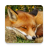 What does the fox say? APK Download