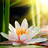 Lotus Flower HD Wallpapers AG icon