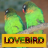 Master Kicau Lovebird version 1.2