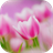 Pink Tulips Live Wallpaper icon