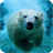 Polar Bear Live Wallpaper version 1.00