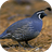 Quail Bird Sounds icon