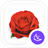 Rosa rugosa Theme icon