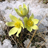 Snow Drops Wallpapers icon