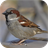 Sparrow Sounds icon