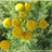 Tansy Wallpapers icon