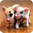 Little Pig Live Wallpaper icon