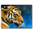 Tiger HD Wallpaper icon