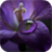 Violet icon