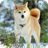 Akita Dog Live Wallpaper version 1.30