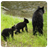 Alaska Mendenhall Critters