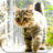 American Bobtail Cat icon